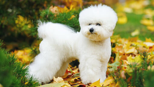 Anjing bichon frise cheap